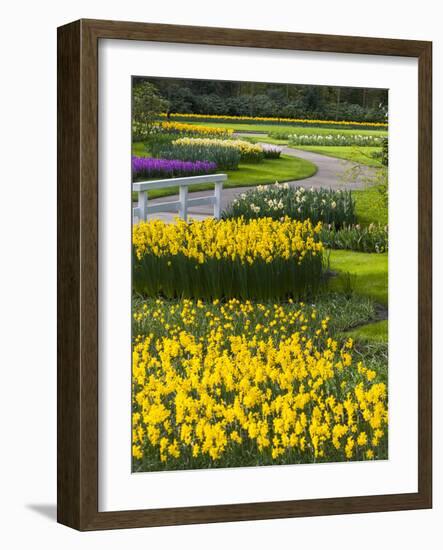 Path in Daffodil Garden-Anna Miller-Framed Photographic Print