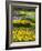 Path in Daffodil Garden-Anna Miller-Framed Photographic Print