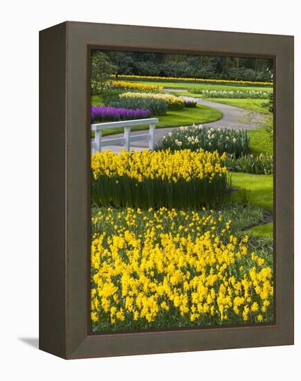 Path in Daffodil Garden-Anna Miller-Framed Premier Image Canvas