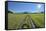 Path in meadow with sun, Gerold, Werdenfelser Land, Upper Bavaria, Bavaria, Germany-Raimund Linke-Framed Stretched Canvas