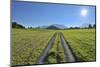 Path in meadow with sun, Gerold, Werdenfelser Land, Upper Bavaria, Bavaria, Germany-Raimund Linke-Mounted Photographic Print