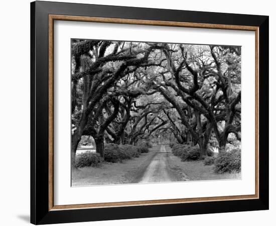 Path In The Oaks #2, Louisiana-Monte Nagler-Framed Photographic Print