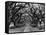 Path In The Oaks #2, Louisiana-Monte Nagler-Framed Premier Image Canvas