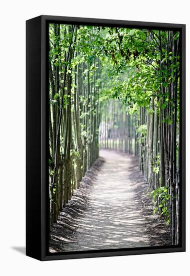 Path in the Woods-George Oze-Framed Premier Image Canvas