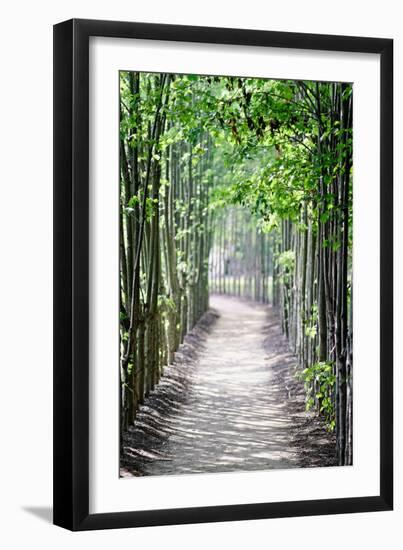 Path in the Woods-George Oze-Framed Photographic Print