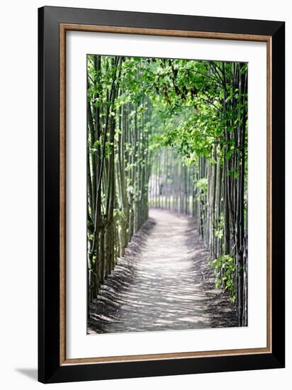 Path in the Woods-George Oze-Framed Photographic Print