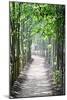 Path in the Woods-George Oze-Mounted Photographic Print