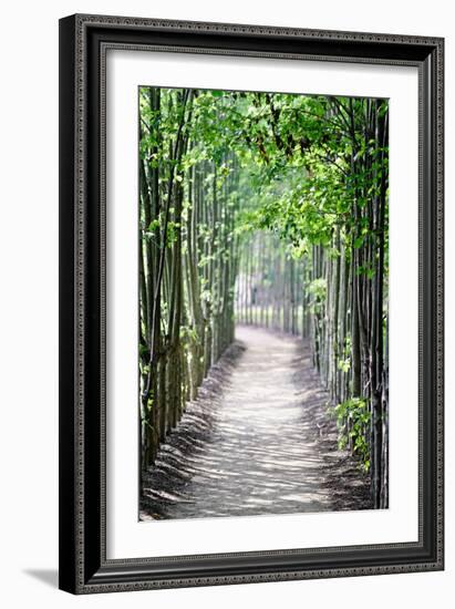 Path in the Woods-George Oze-Framed Photographic Print