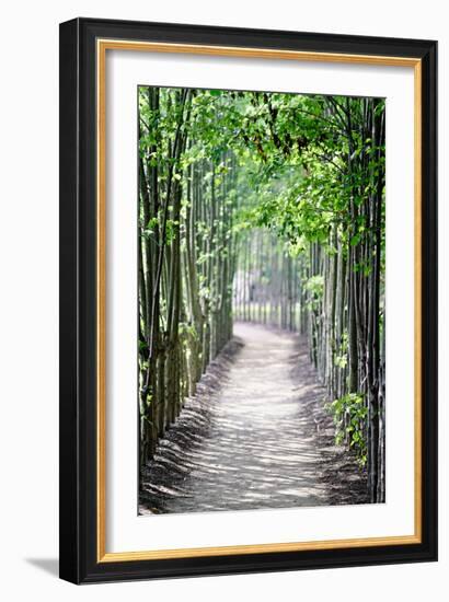 Path in the Woods-George Oze-Framed Photographic Print