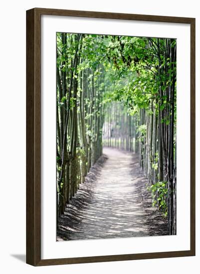 Path in the Woods-George Oze-Framed Photographic Print