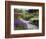 Path in Trentham Gardens-Clive Nichols-Framed Photographic Print