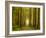 Path Leading Through Forest, the National Forest, Midlands, UK, Spring 2011-Ben Hall-Framed Photographic Print
