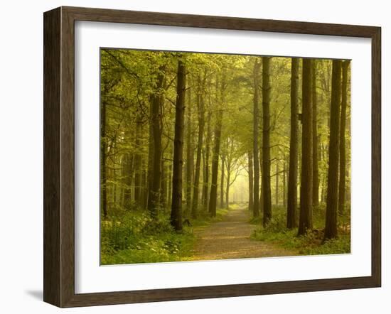 Path Leading Through Forest, the National Forest, Midlands, UK, Spring 2011-Ben Hall-Framed Photographic Print