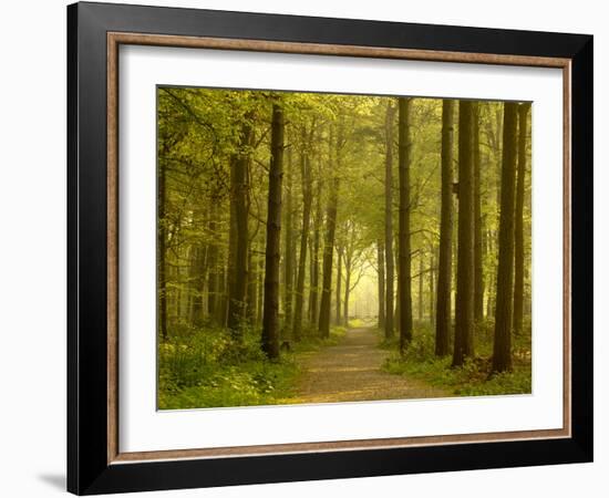 Path Leading Through Forest, the National Forest, Midlands, UK, Spring 2011-Ben Hall-Framed Photographic Print