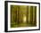 Path Leading Through Forest, the National Forest, Midlands, UK, Spring 2011-Ben Hall-Framed Photographic Print