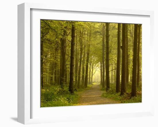 Path Leading Through Forest, the National Forest, Midlands, UK, Spring 2011-Ben Hall-Framed Photographic Print