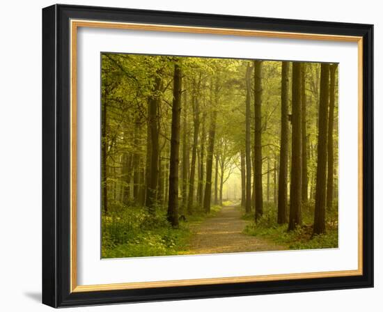 Path Leading Through Forest, the National Forest, Midlands, UK, Spring 2011-Ben Hall-Framed Photographic Print