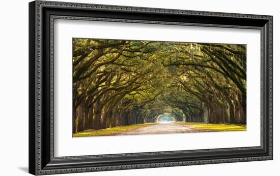 Path lined with oak trees-null-Framed Giclee Print