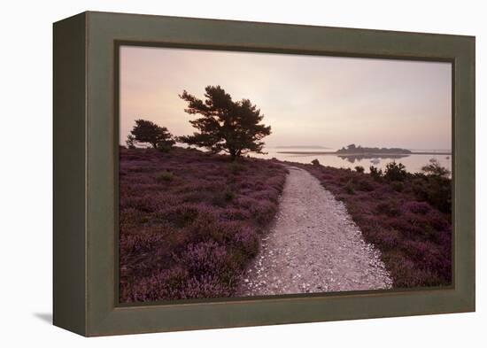 Path Running Through Common Heather, with Brownsea Island, Arne Rspb, Dorset, England, UK-Ross Hoddinott-Framed Premier Image Canvas