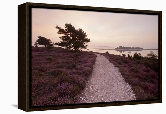 Path Running Through Common Heather, with Brownsea Island, Arne Rspb, Dorset, England, UK-Ross Hoddinott-Framed Premier Image Canvas