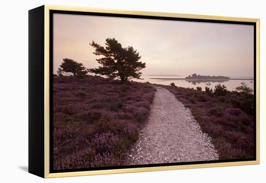 Path Running Through Common Heather, with Brownsea Island, Arne Rspb, Dorset, England, UK-Ross Hoddinott-Framed Premier Image Canvas