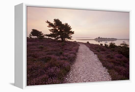 Path Running Through Common Heather, with Brownsea Island, Arne Rspb, Dorset, England, UK-Ross Hoddinott-Framed Premier Image Canvas