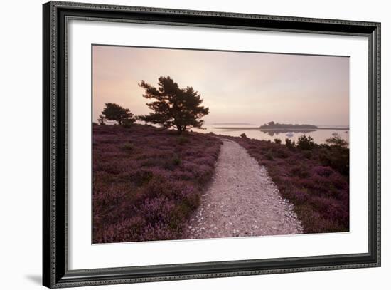 Path Running Through Common Heather, with Brownsea Island, Arne Rspb, Dorset, England, UK-Ross Hoddinott-Framed Photographic Print