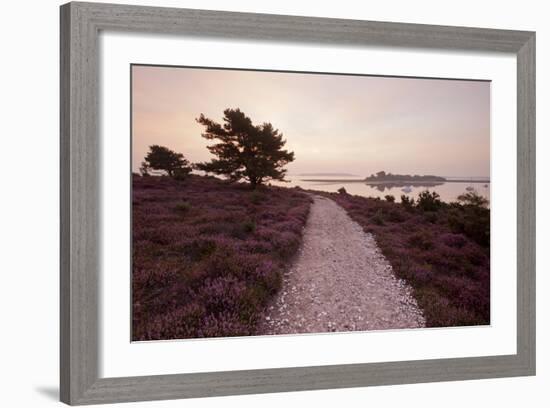 Path Running Through Common Heather, with Brownsea Island, Arne Rspb, Dorset, England, UK-Ross Hoddinott-Framed Photographic Print