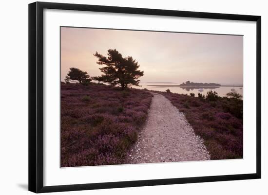 Path Running Through Common Heather, with Brownsea Island, Arne Rspb, Dorset, England, UK-Ross Hoddinott-Framed Photographic Print