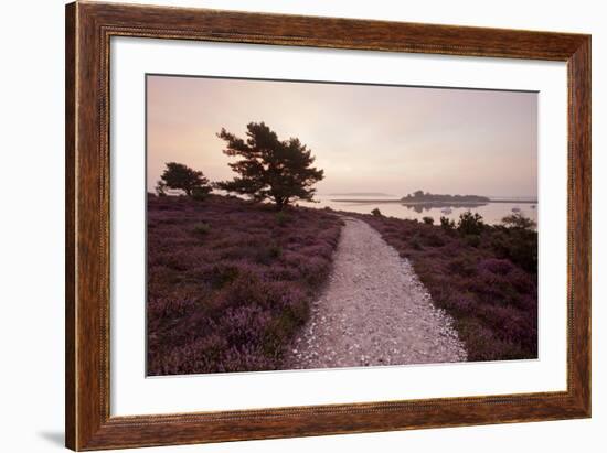 Path Running Through Common Heather, with Brownsea Island, Arne Rspb, Dorset, England, UK-Ross Hoddinott-Framed Photographic Print