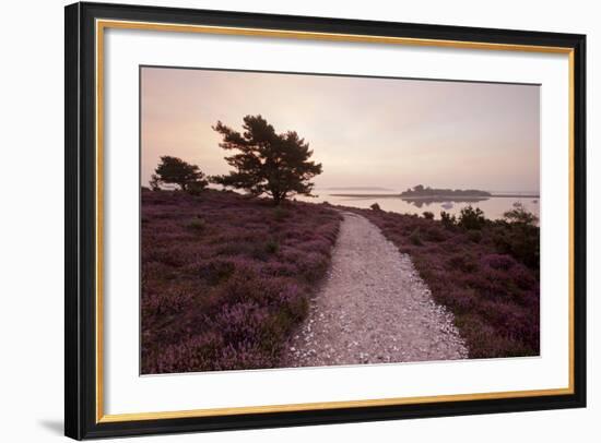 Path Running Through Common Heather, with Brownsea Island, Arne Rspb, Dorset, England, UK-Ross Hoddinott-Framed Photographic Print