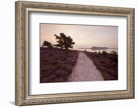 Path Running Through Common Heather, with Brownsea Island, Arne Rspb, Dorset, England, UK-Ross Hoddinott-Framed Photographic Print