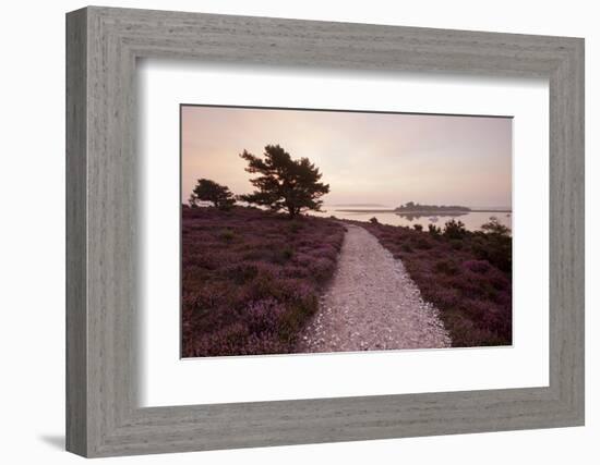 Path Running Through Common Heather, with Brownsea Island, Arne Rspb, Dorset, England, UK-Ross Hoddinott-Framed Photographic Print