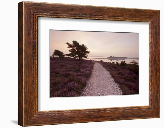 Path Running Through Common Heather, with Brownsea Island, Arne Rspb, Dorset, England, UK-Ross Hoddinott-Framed Photographic Print