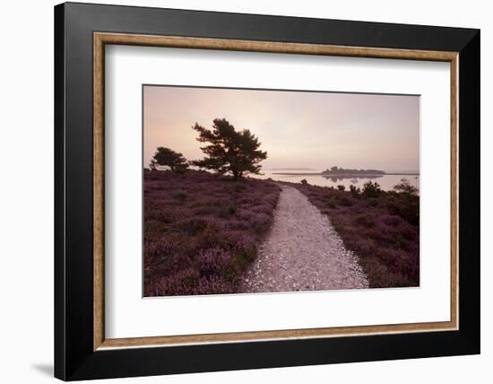 Path Running Through Common Heather, with Brownsea Island, Arne Rspb, Dorset, England, UK-Ross Hoddinott-Framed Photographic Print