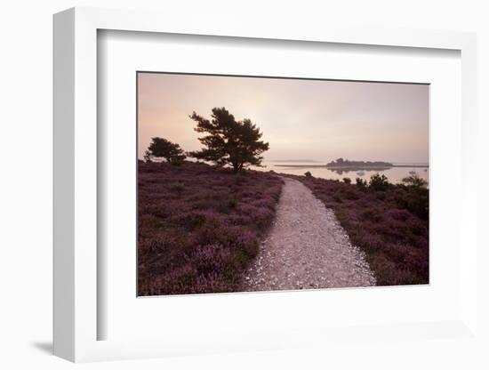 Path Running Through Common Heather, with Brownsea Island, Arne Rspb, Dorset, England, UK-Ross Hoddinott-Framed Photographic Print