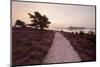 Path Running Through Common Heather, with Brownsea Island, Arne Rspb, Dorset, England, UK-Ross Hoddinott-Mounted Photographic Print