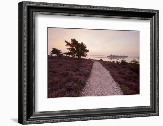 Path Running Through Common Heather, with Brownsea Island, Arne Rspb, Dorset, England, UK-Ross Hoddinott-Framed Photographic Print