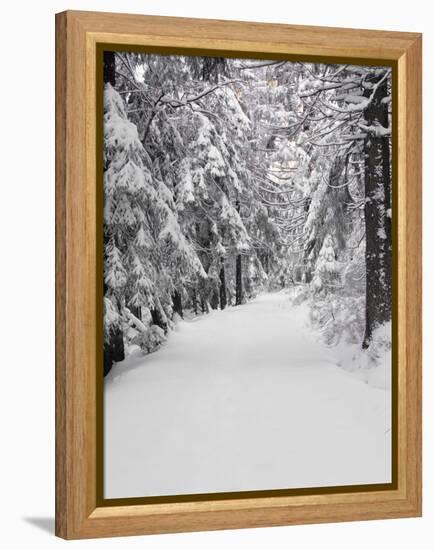 Path Through a Forest in Winter-Marcus Lange-Framed Premier Image Canvas