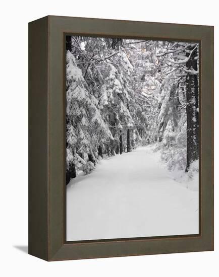 Path Through a Forest in Winter-Marcus Lange-Framed Premier Image Canvas