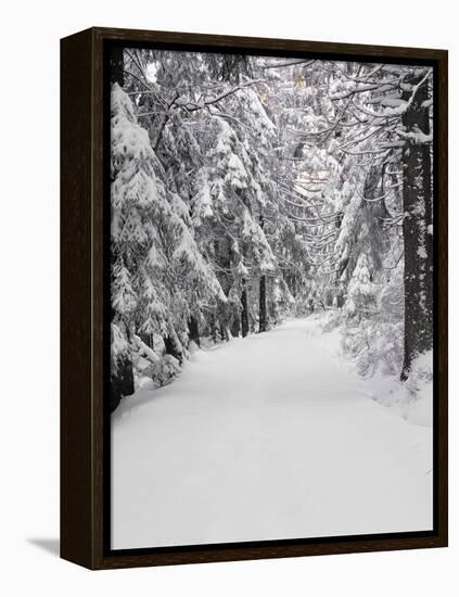 Path Through a Forest in Winter-Marcus Lange-Framed Premier Image Canvas