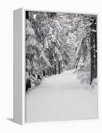 Path Through a Forest in Winter-Marcus Lange-Framed Premier Image Canvas