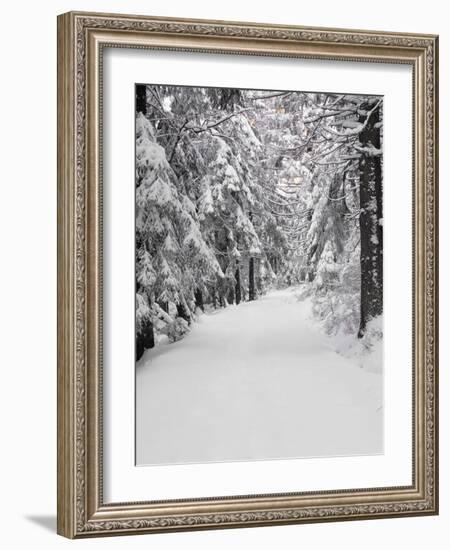 Path Through a Forest in Winter-Marcus Lange-Framed Photographic Print