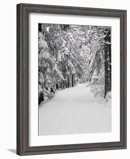 Path Through a Forest in Winter-Marcus Lange-Framed Photographic Print