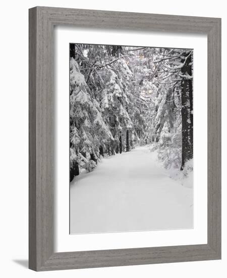 Path Through a Forest in Winter-Marcus Lange-Framed Photographic Print