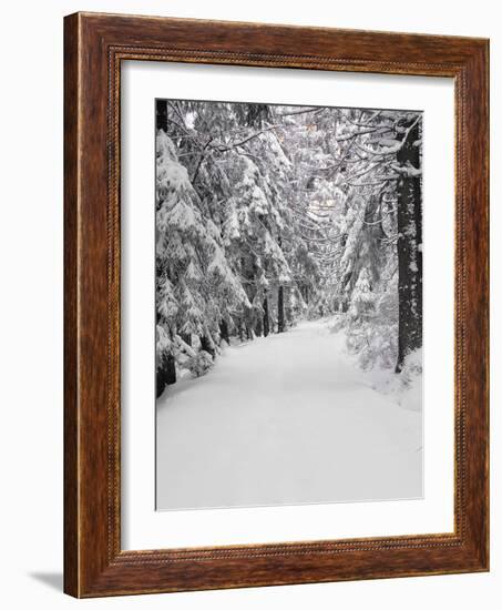 Path Through a Forest in Winter-Marcus Lange-Framed Photographic Print