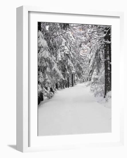 Path Through a Forest in Winter-Marcus Lange-Framed Photographic Print