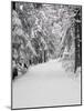 Path Through a Forest in Winter-Marcus Lange-Mounted Photographic Print
