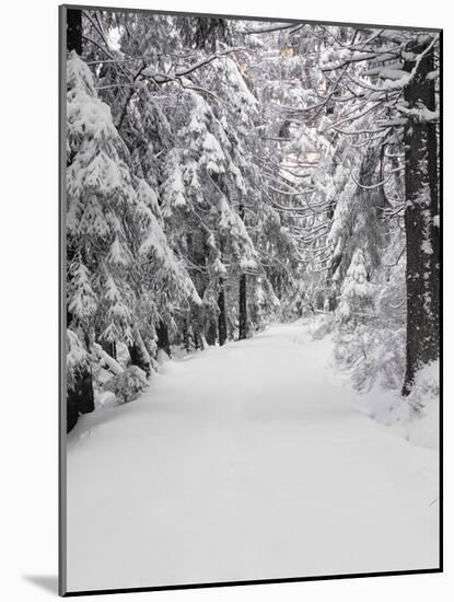 Path Through a Forest in Winter-Marcus Lange-Mounted Photographic Print