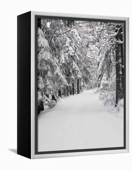 Path Through a Forest in Winter-Marcus Lange-Framed Premier Image Canvas